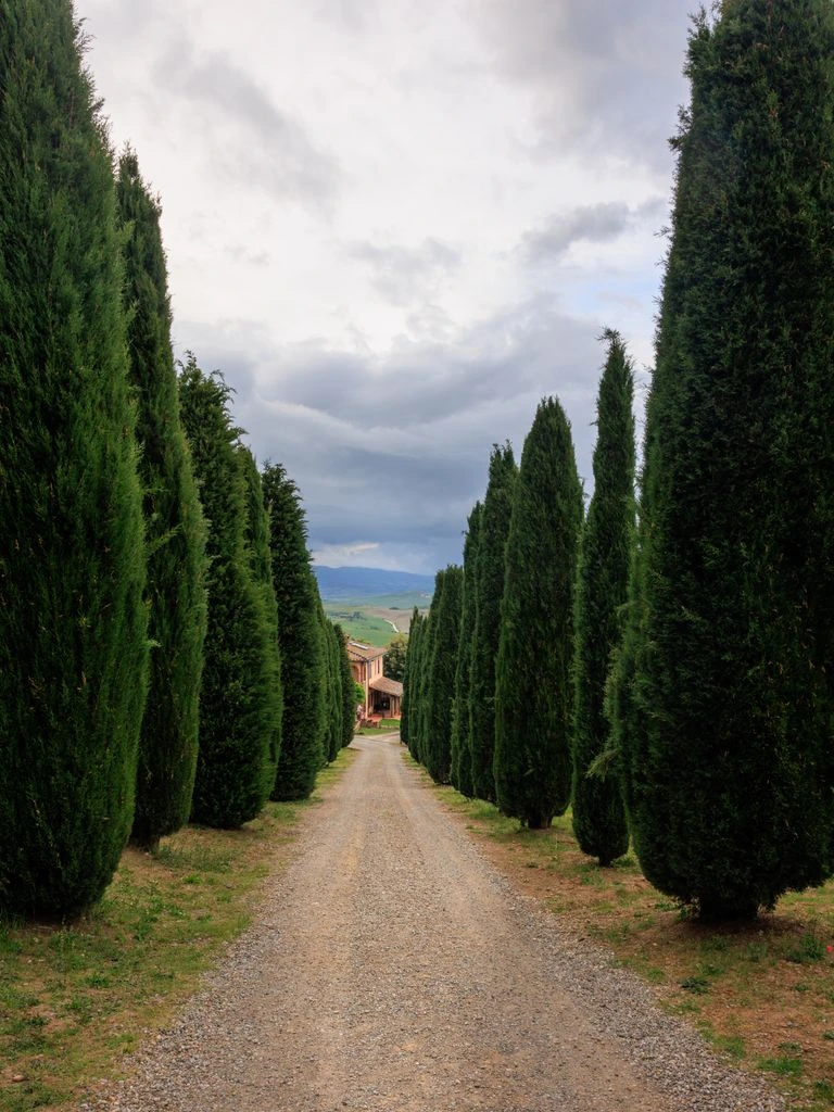 Tuscan hillside at dawn